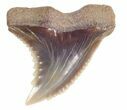 Fossil Hemipristis Shark Tooth - Maryland #42548-3